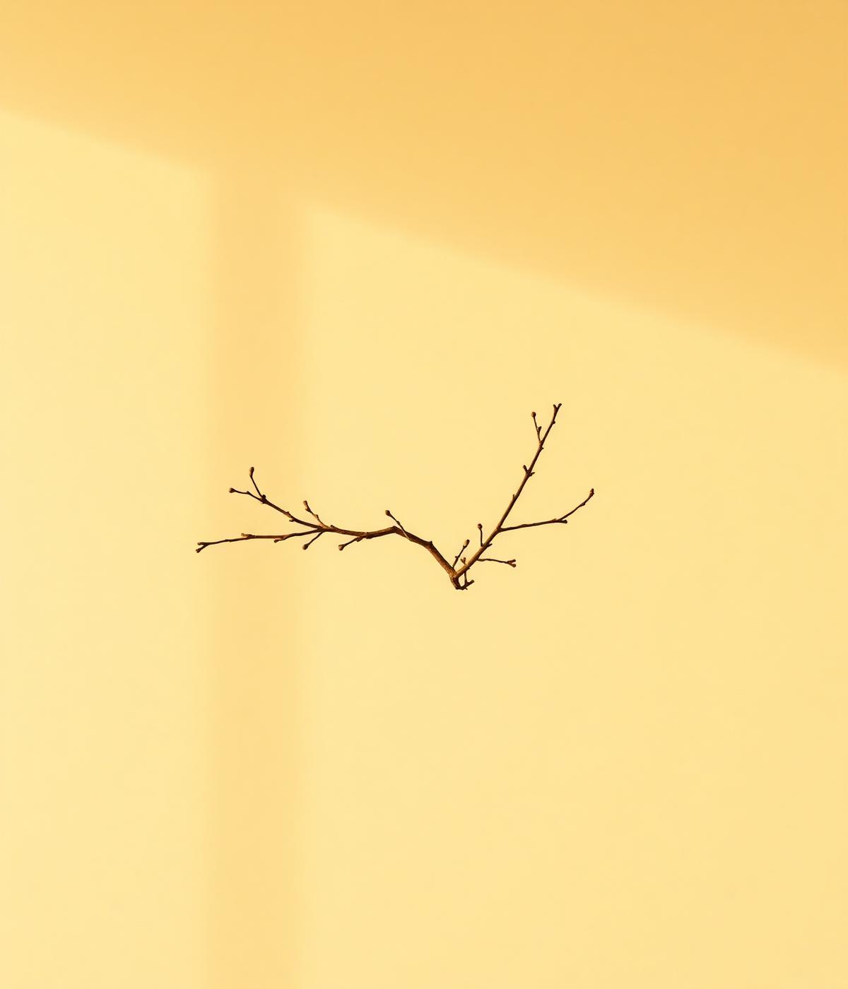 A single bonsai branch on warm cream
